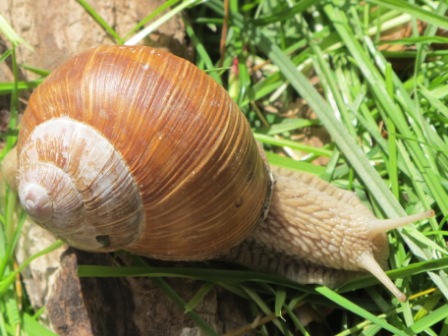 Eine Weinbergschnecke